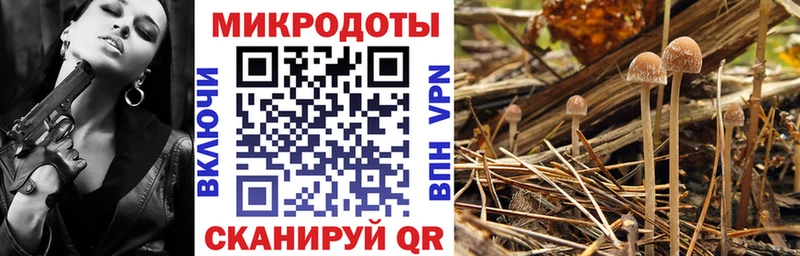 Псилоцибиновые грибы Psilocybine cubensis  наркота  Стародуб 